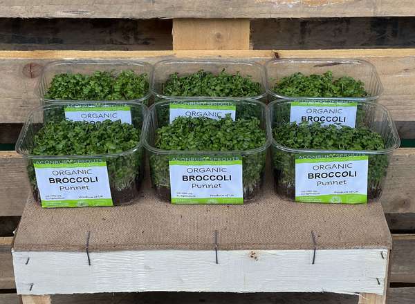 Organic Broccoli Sprouts in Punnets