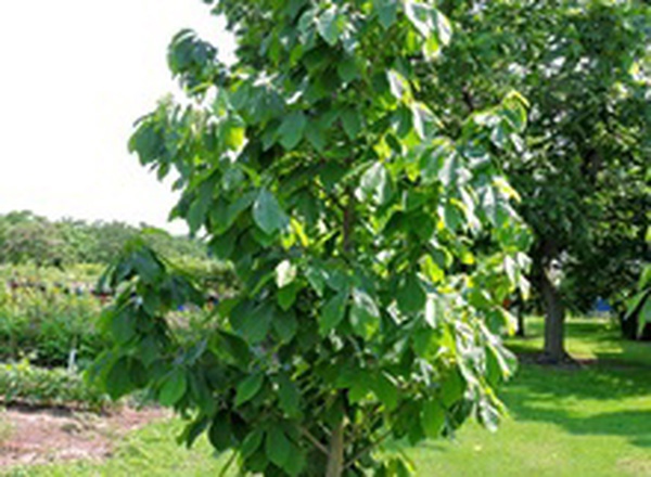 Pawpaw Tree seedling