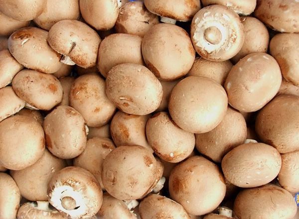 Mushroom: Chestnut