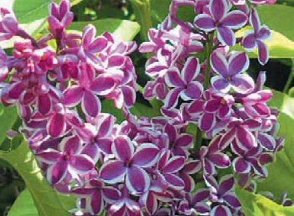 French Hybrid Lilacs