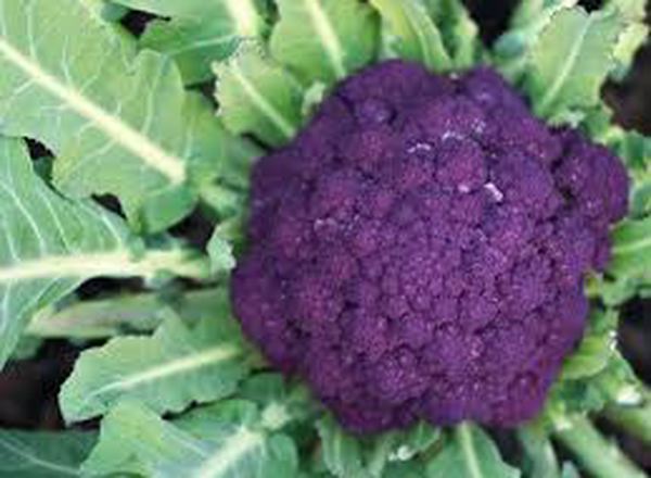 Broccoli - Purple (Lincolnshire, UK)
