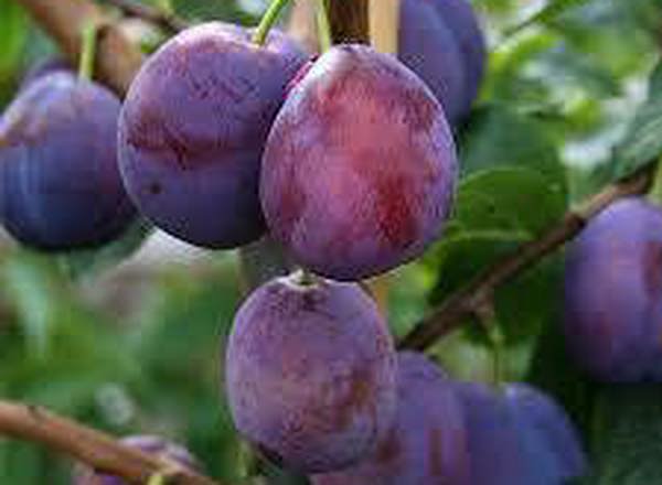 Plums - Organic British Excalibur