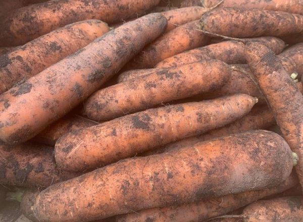 Carrots - Dirty, Loose (UK)