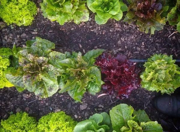 Mixed Lettuce