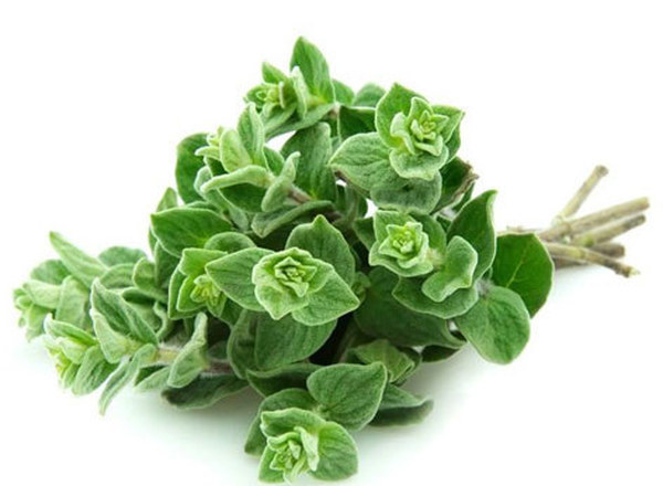 Oregano - fresh organic