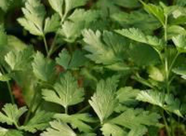 Parsley - Flat Leaved 100g