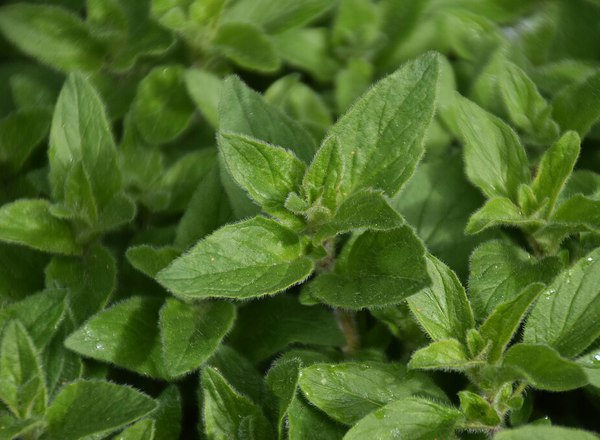 Oregano, fresh