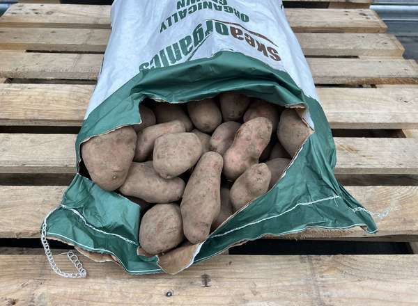 Organic Potato Sarpo Mira