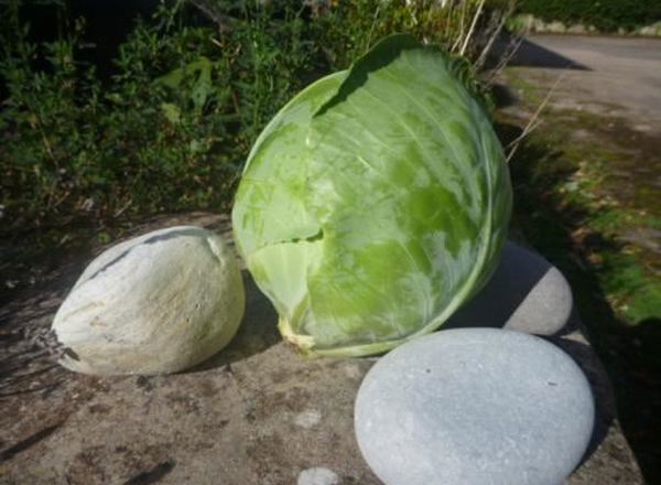 Cabbage, round