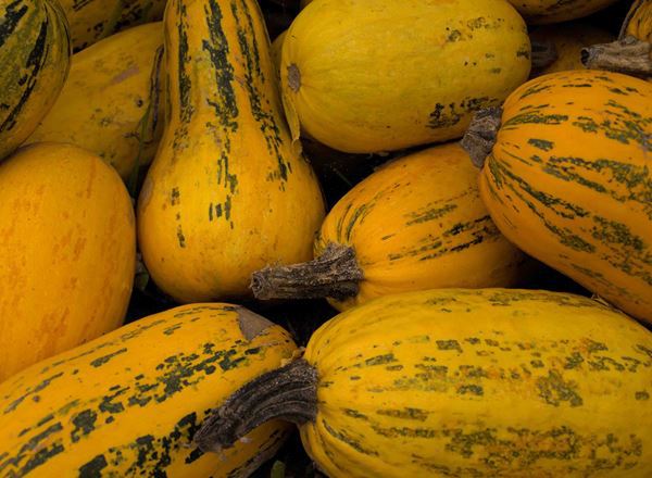 Squash - Spaghetti (Lincolnshire, UK)