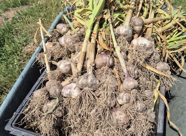 Garlic