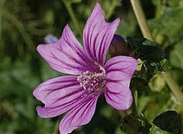 ( Potted x1) Mallow - Medium (Own Grown)
