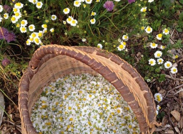 Chamomile (German)