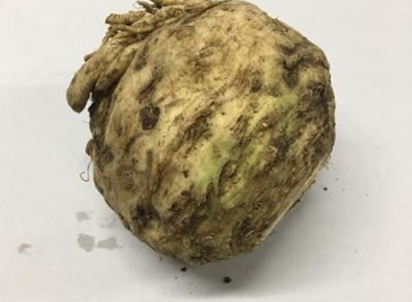 Celeriac - Organic UK