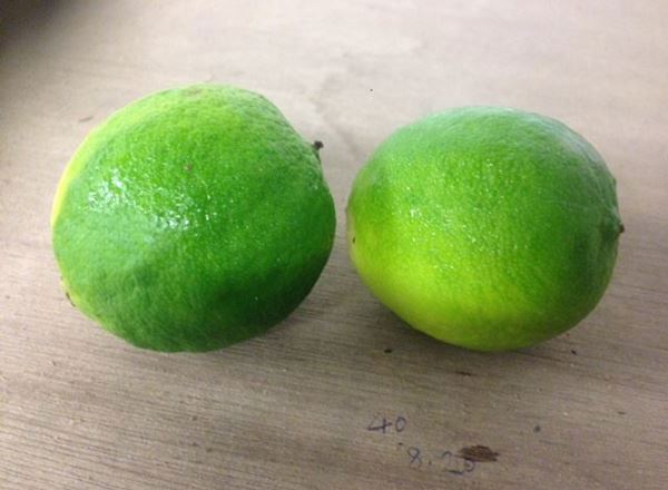 Citrus- Limes x 2