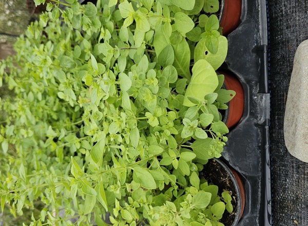 ( Potted x1) Oregano - small (Own Grown)