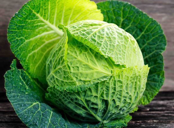 Cabbage Savoy