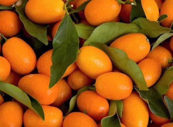 Kumquat (Spain)