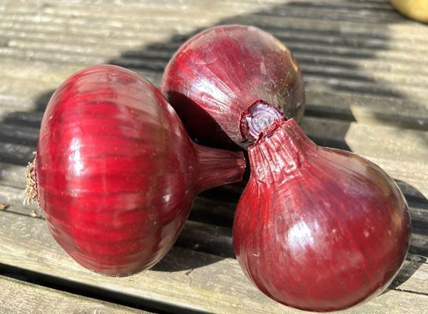 Red Onion Pack of 3