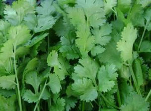 Coriander - 50g