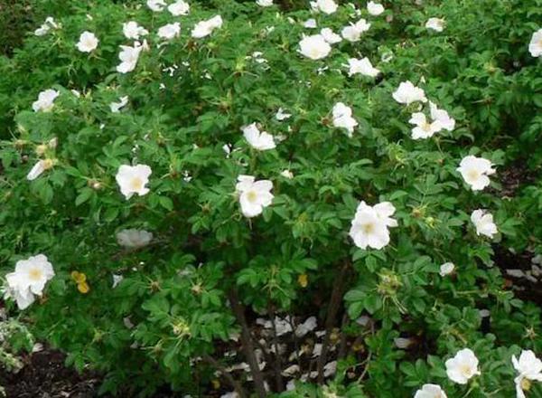 Rose - Rugosa Alba