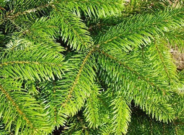 Christmas Tree Nordmann Fir 8-9ft - Organic