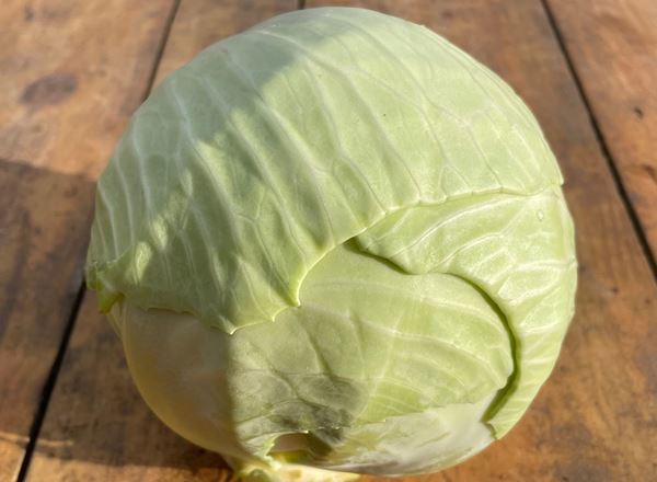 Cabbage - White