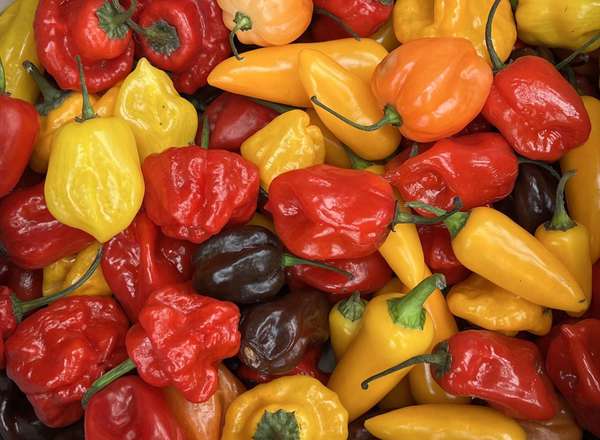 Organic Chillies Hot Mix (100g)