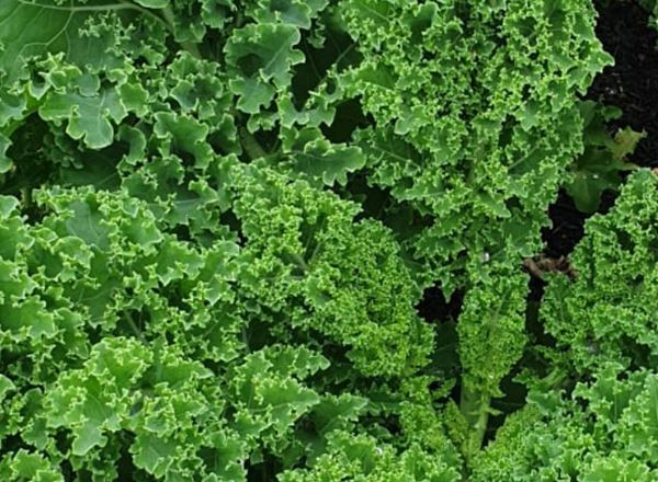 kale (curly green)