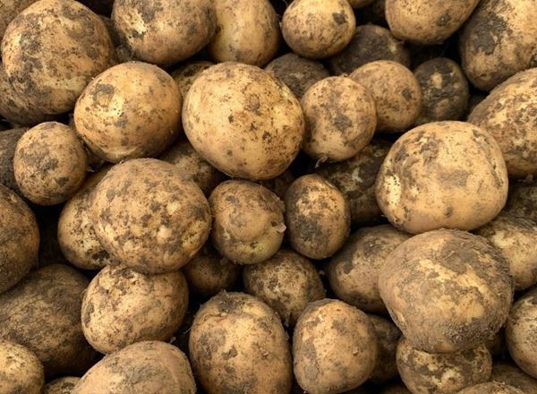 Potatoes New 1kg (Kent)