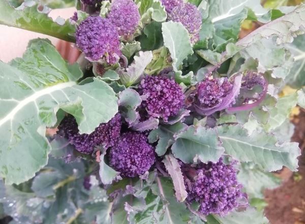 Purple Sprouting Broccoli