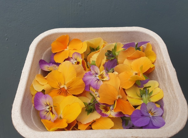 Edible Flowers Viola Orange & Purple Mix