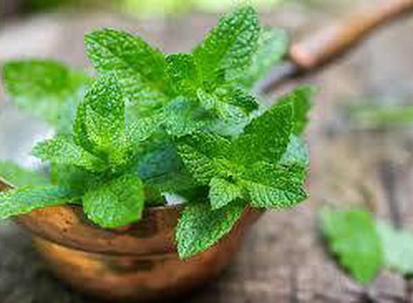Mint