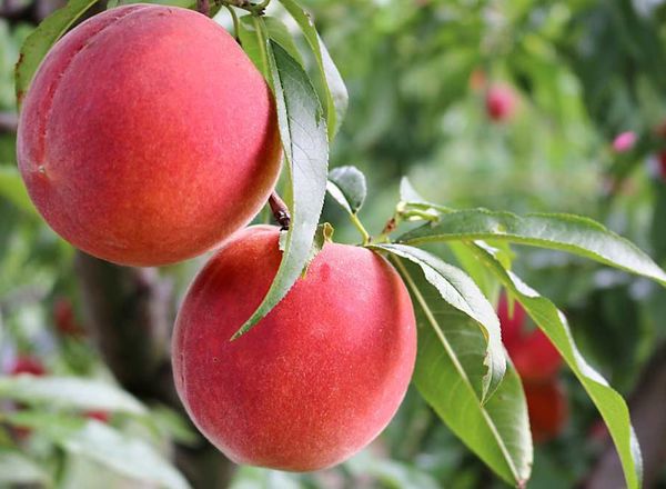 Nectarines ES 500g