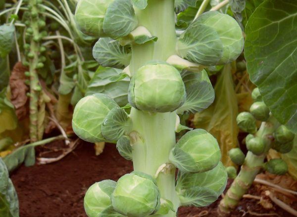 Brussels Sprout