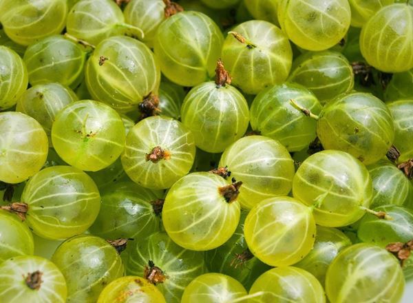 Gooseberries