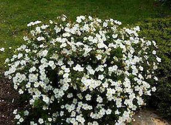 Potentilla