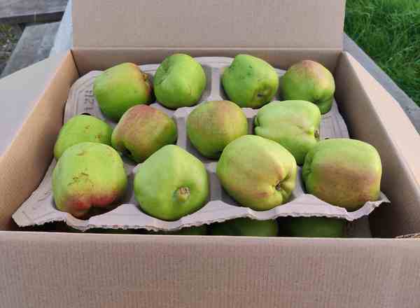 Fruit - cooking apples case