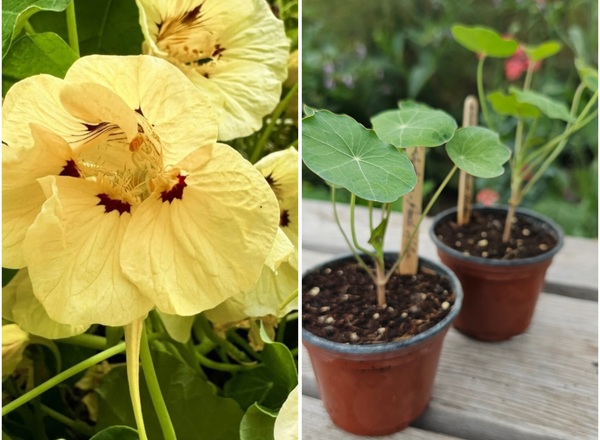 ( Potted x1) Nasturtium - Peach Melba(Own Grown)