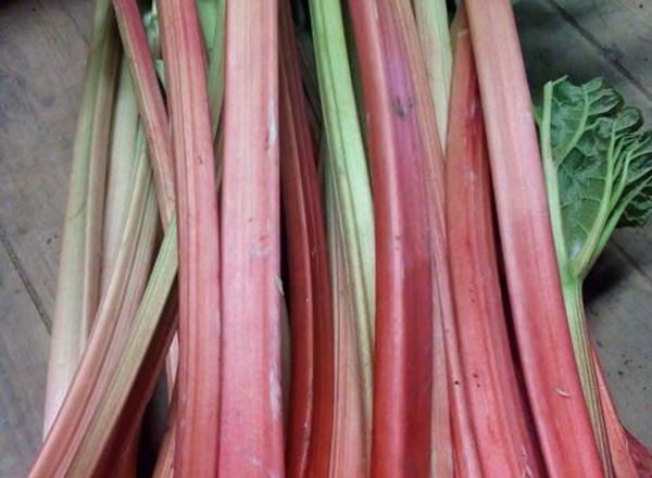 Rhubarb