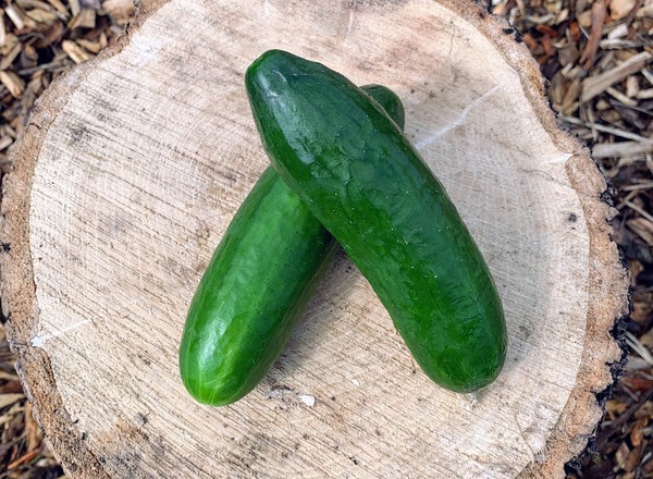 Cucumber mini x2