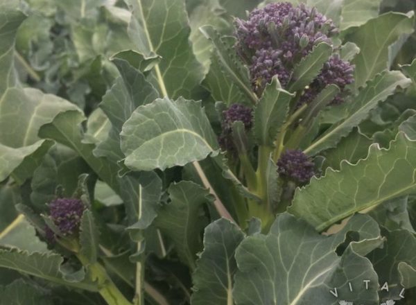 Broccoli (Early Purple)