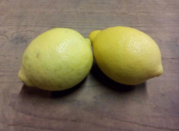 Citrus- Lemons x 2