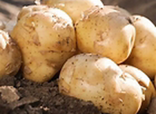 Accoustic Potato