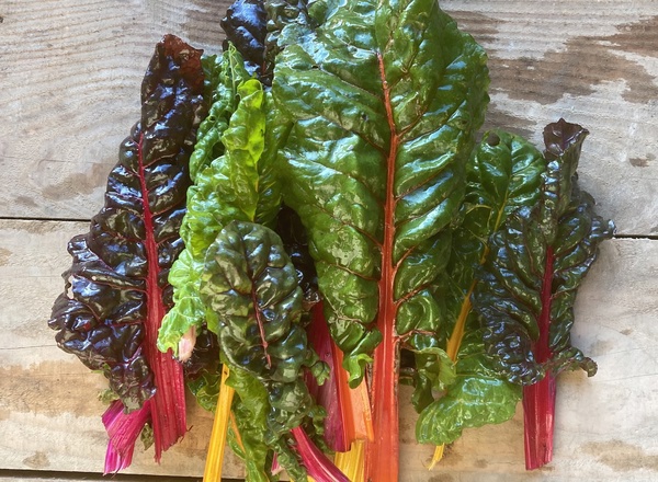 Rainbow Chard