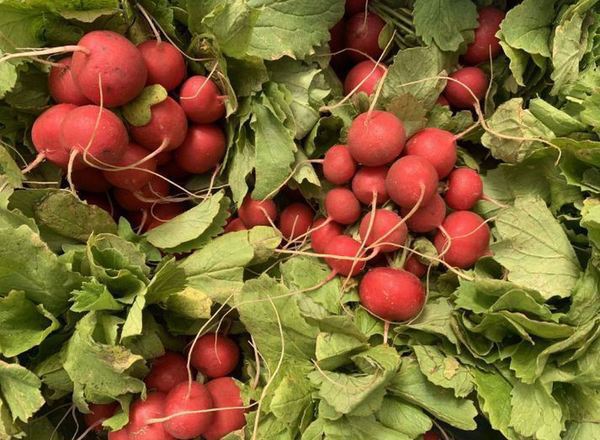 Radish - Bunch (Own Grown)