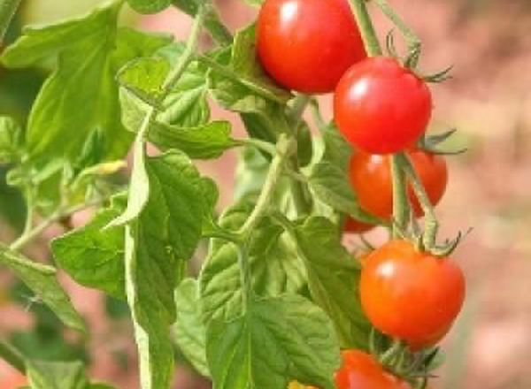 Tomatoes - mixed cherry 400g