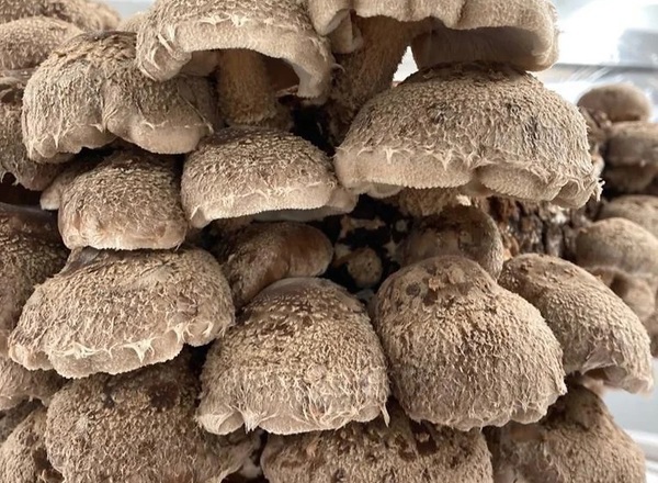 Fresh Shiitake Mushrooms