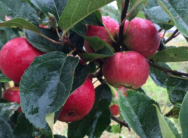 Apples - Discoveries 1kg