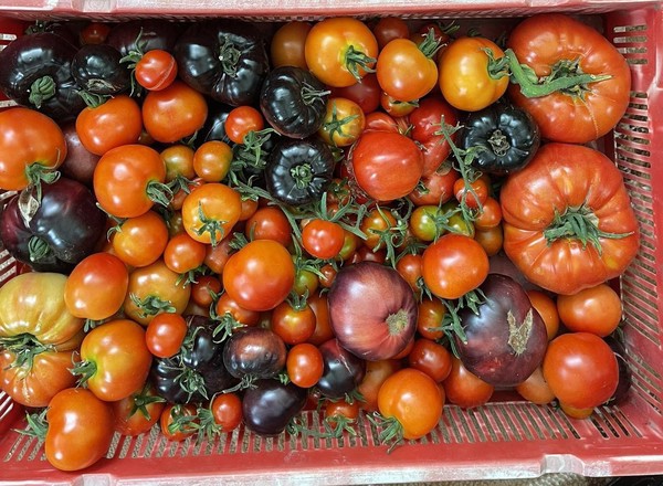 Tomatoes, mixed